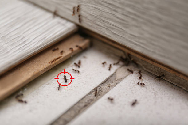Reliable Edgewood, MD Pest Control Solutions