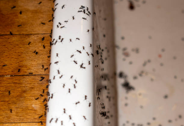 Best Exterminator Services  in Edgewood, MD