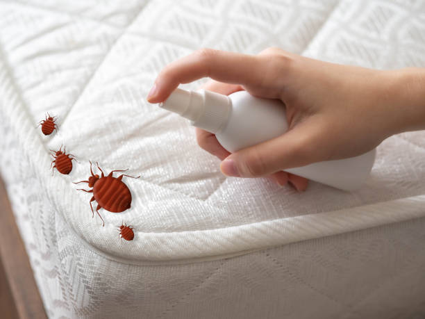 Wasp Removal Services in Edgewood, MD